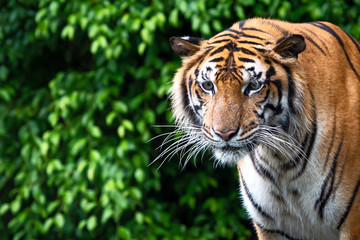 Portrait of tiger.