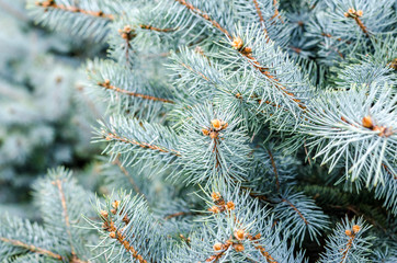 Naklejka na ściany i meble Christmas tree seedlings greenhouse sale store coniferous trees decorative