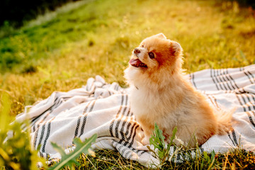 Happy spitz puppy sitting on summer grass. Space for text