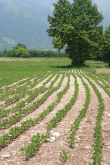 Soybean plant in a row growing in the field