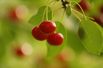 Ripe cherry