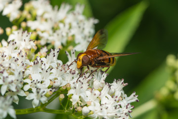 Hornissenschwebfliege saugt Nektar an einer Blüte
