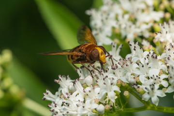 Hornissenschwebfliege saugt Nektar an einer Blüte