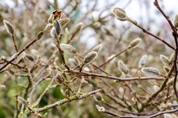 Flower willow branches spring nature