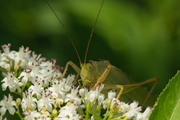 Gemeine Sichelschrecke sitzt auf einer Blüte