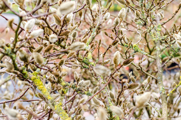 Flower willow branches spring nature