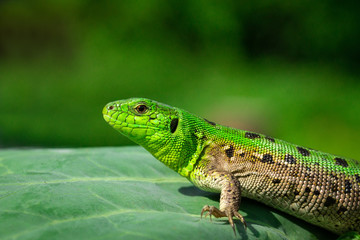 Fototapeta premium Zielona jaszczurka w trawie