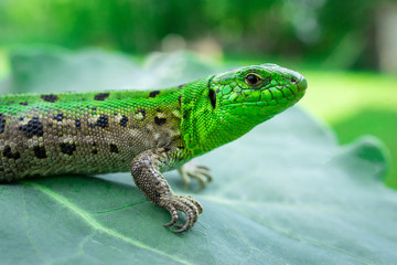 Green lizard in the grass