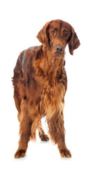 Irish Red Setter isoliert auf wei&szlig;em Grund