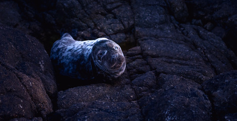 Le petit phoque © Simon André