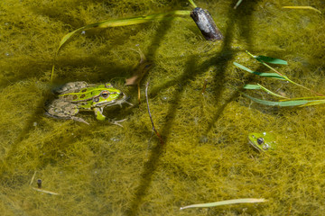 Wasserfrosch im Tümpel