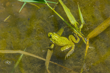 Wasserfrosch im Tümpel