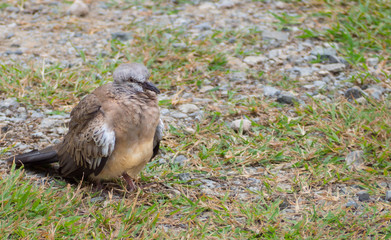 Pigeon or dove bird standing on the floor