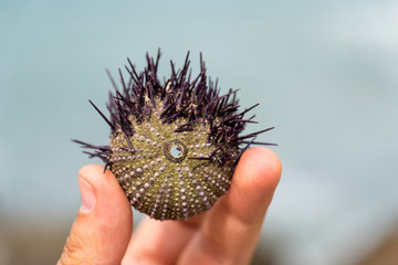 Sea urchin