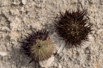 Sea urchin
