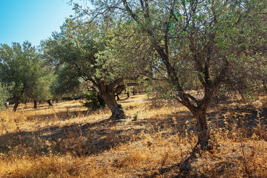 Mediterranean olive trees