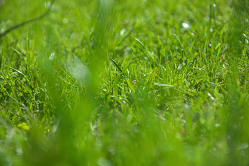 Green grass on a sunny day