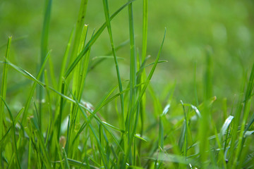 Green grass on a sunny day