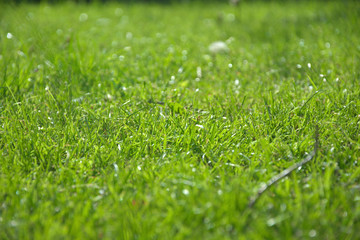 Naklejka premium Close-up green grass in garden