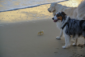 Curious dogs with a crab