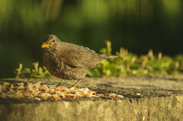 Common blacbird and sparrow on the brick wall - natural scenery