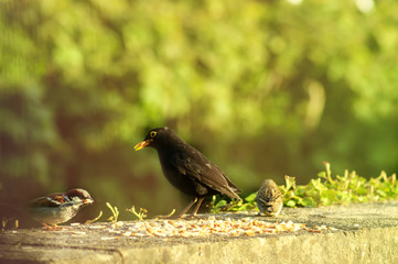 Common blackbird  - natural scenery