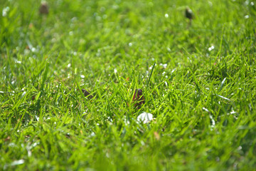 Close-up green grass in garden