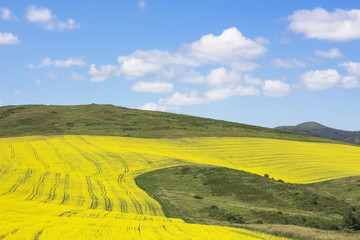 Yellow oil rape seeds in bloom. Field of rapeseed in mountain, plant for green energy