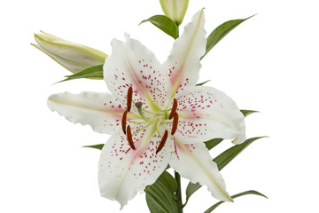 Flower of white lily, isolated on white background