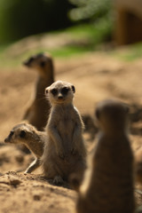 Fototapeta premium Erdmännchen Gruppe