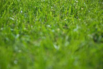 Close-up green grass in garden