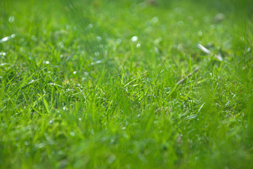 Close-up green grass in garden