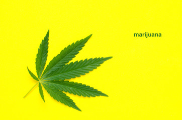 Fototapeta na wymiar Hemp leaf, marijuana on yellow background.