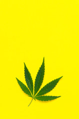 Hemp leaf, marijuana on yellow background.