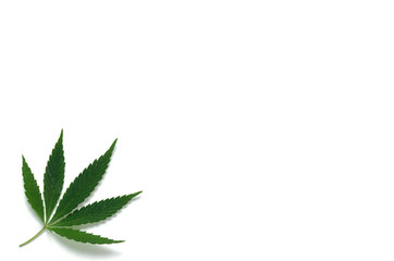 Hemp leaf on white background.Medicinal plant, drug.
