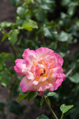 Single rose with pale yellow center and dark pink fringed petals close-up
