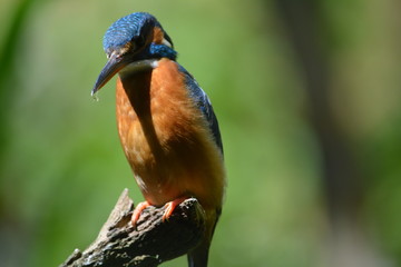 Eisvogel in der Natur
