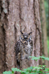 A portrait of a Screech Owl 