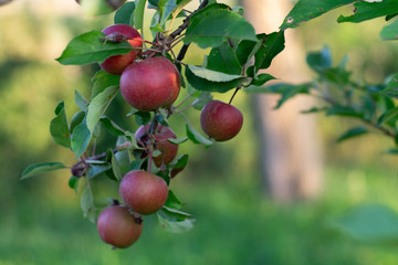 Fresh red apples on tree in garden