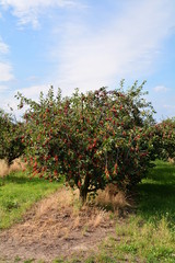 Fototapeta na wymiar sad wiśniowy