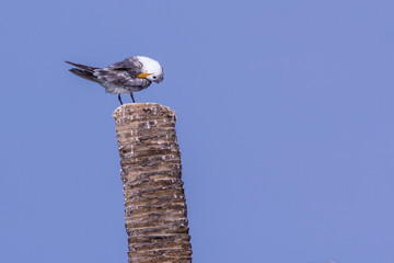 A bird with blue sky.