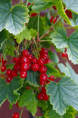 Red currant on a bush in a garden in the summer.