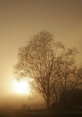 Fototapeta na wymiar Baum im Nebel