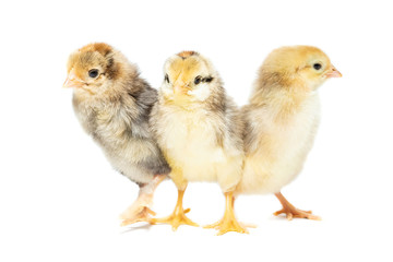 Chicken on white background