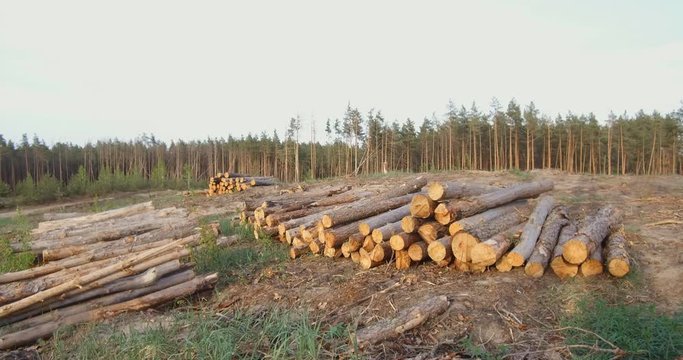 Forest pine trees log trunks felled by the logging timber industry. Destruction of a pine forest by logging