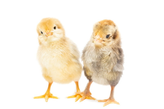 Two chickens on white background