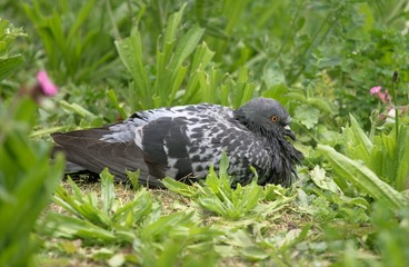 Rock Pigeon sitting in the grass