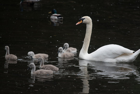 Mute swan with cygnets