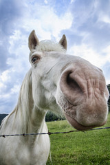 Closeup on Horse Face and Nose
