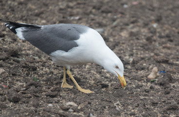 Lesser Black-backed Gull